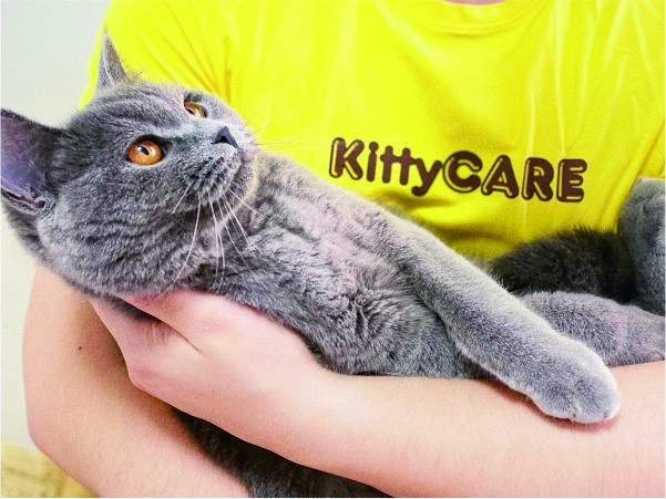 kittycare cat litter