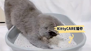 KittyCARE bentonite cat litter